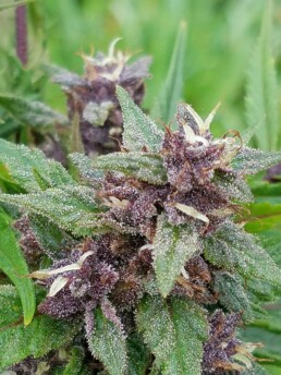 Green and purple cannabis flower in bloom.